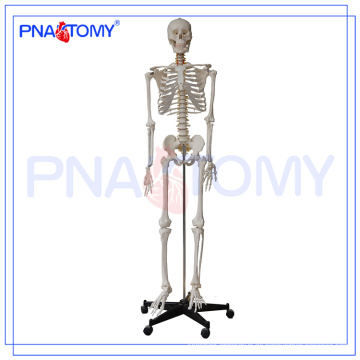 PNT-0101h 180cm Skeleton Modell-Art und medizinische Wissenschaft Thema